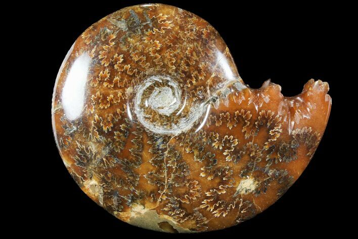 Polished, Agatized Ammonite (Cleoniceras) - Madagascar #94259